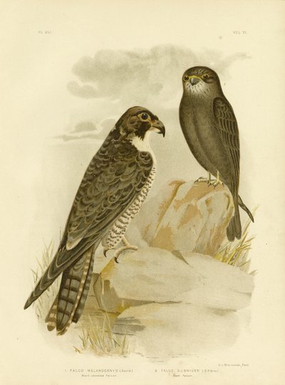Black-Cheeked Falcon by Gracius Broinowski